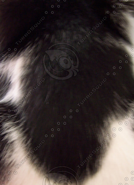 Black and White Animal Fur