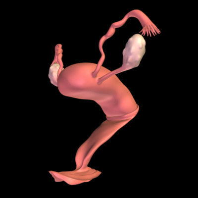 Female Reproductive System.zip