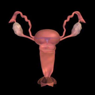 Female Reproductive System.zip