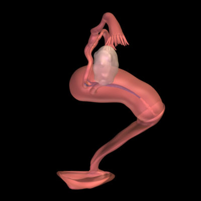 Female Reproductive System.zip