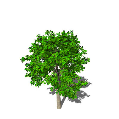3d 3ds xfrogplants horse chestnut tree - XfrogPlants Horse Chestnut by xfrog