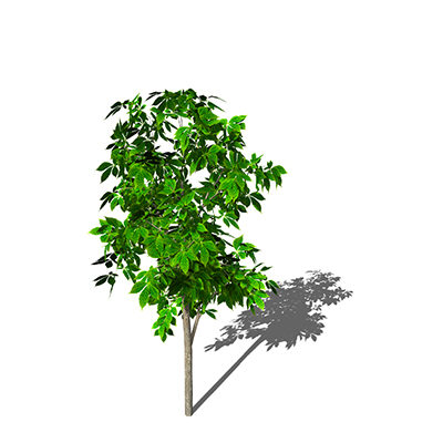 3d 3ds xfrogplants horse chestnut tree - XfrogPlants Horse Chestnut by xfrog