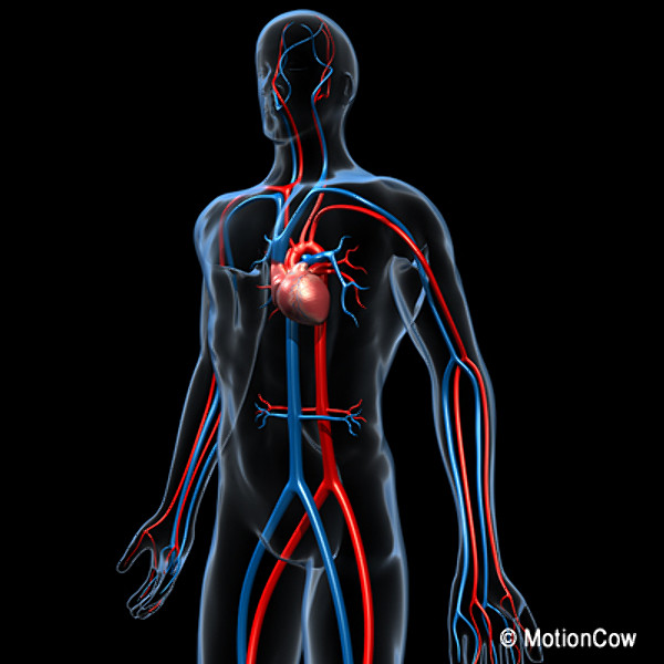 Human Cardiovascular System