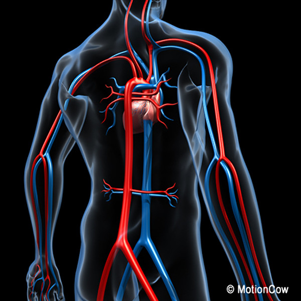 Human Cardiovascular System