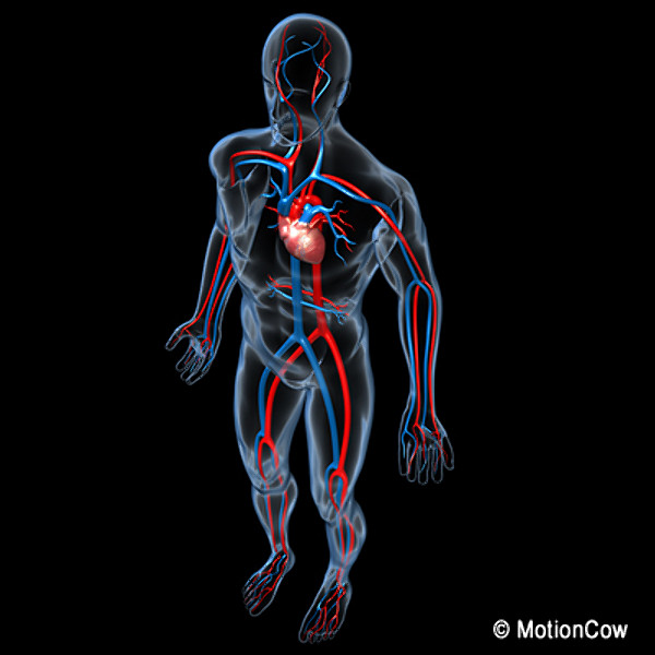 Human Cardiovascular System