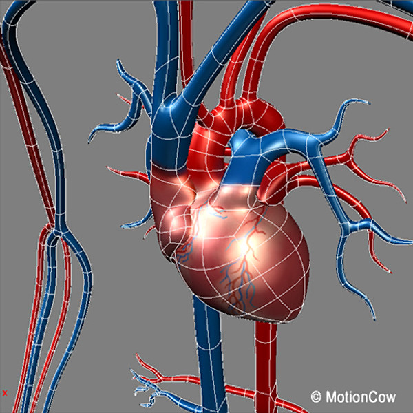Human Cardiovascular System