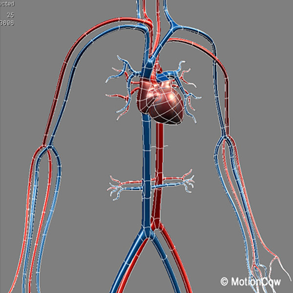Human Cardiovascular System