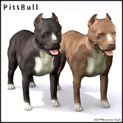 3d model pitbull pit bull - Pitbull by Massimo Righi