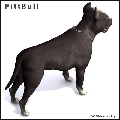 3d model pitbull pit bull - Pitbull by Massimo Righi