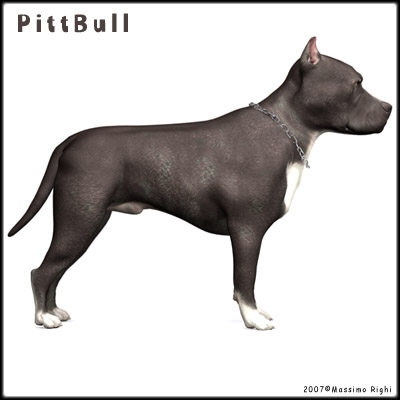 3d model pitbull pit bull - Pitbull by Massimo Righi