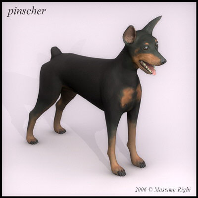 pinscher dog 3d model - Pinscher by Massimo Righi