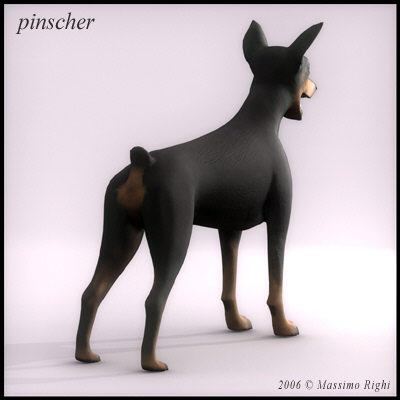 pinscher dog 3d model - Pinscher by Massimo Righi