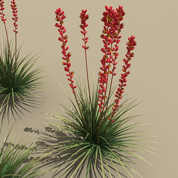 red yucca 3ds - plant_red_yucca by monkeyodoom