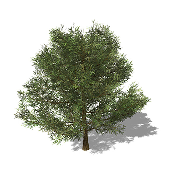 xfrogplants english yew tree 3d 3ds - XfrogPlants English Yew by xfrog