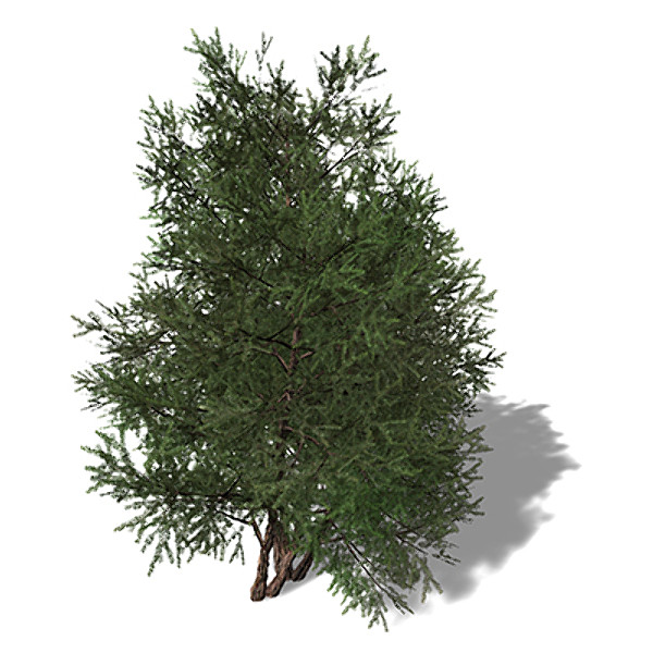 xfrogplants english yew tree 3d 3ds - XfrogPlants English Yew by xfrog