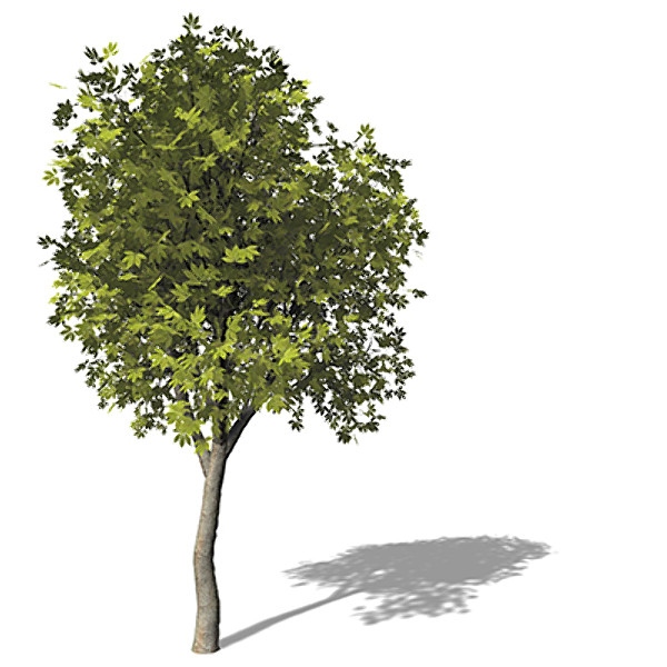 xfrogplants ohio buckeye tree 3d max - XfrogPlants Ohio Buckeye by xfrog