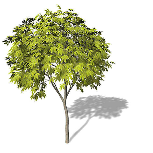xfrogplants ohio buckeye tree 3d max - XfrogPlants Ohio Buckeye by xfrog