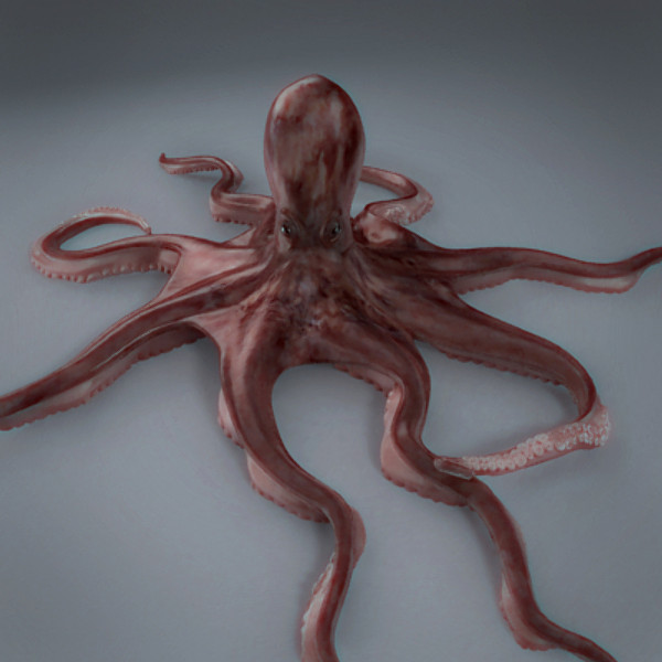 3d model rigged octopus - Octopus Rigged by NONECG