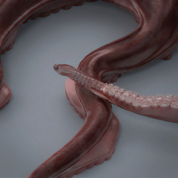 3d model rigged octopus - Octopus Rigged by NONECG