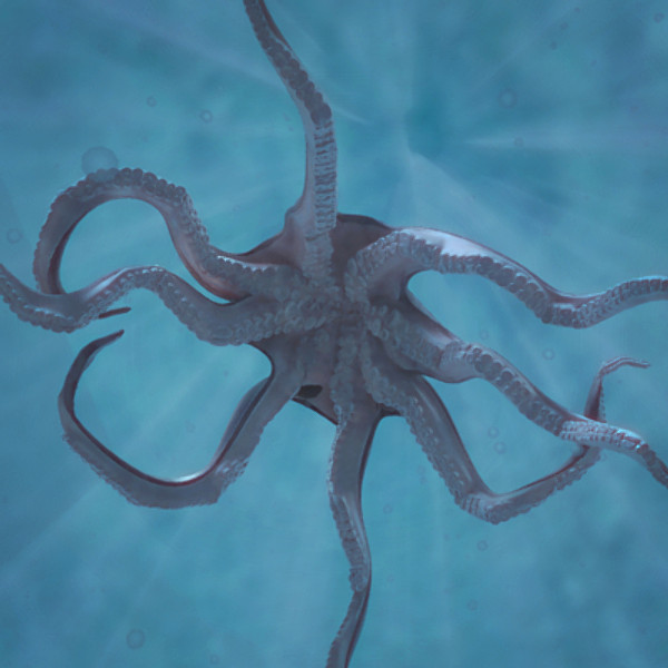 3d model rigged octopus - Octopus Rigged by NONECG