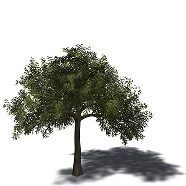 maya xfrogplants tamarind tree - XfrogPlants Tamarind by xfrog