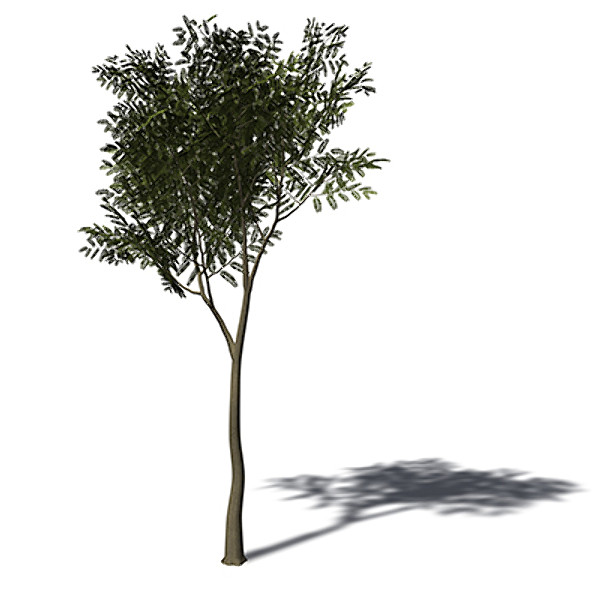maya xfrogplants tamarind tree - XfrogPlants Tamarind by xfrog