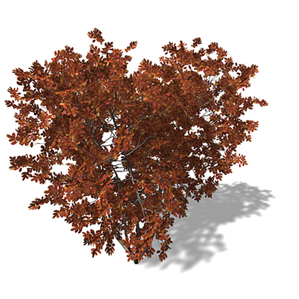 3d model xfrogplants autumn crape myrtle - XfrogPlants Autumn Crape Myrtle by xfrog