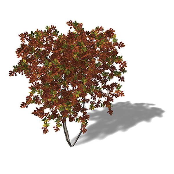 3d model xfrogplants autumn crape myrtle - XfrogPlants Autumn Crape Myrtle by xfrog
