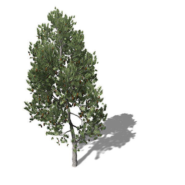 xfrogplants lodgepole pine tree 3d model - XfrogPlants Lodgepole Pine by xfrog
