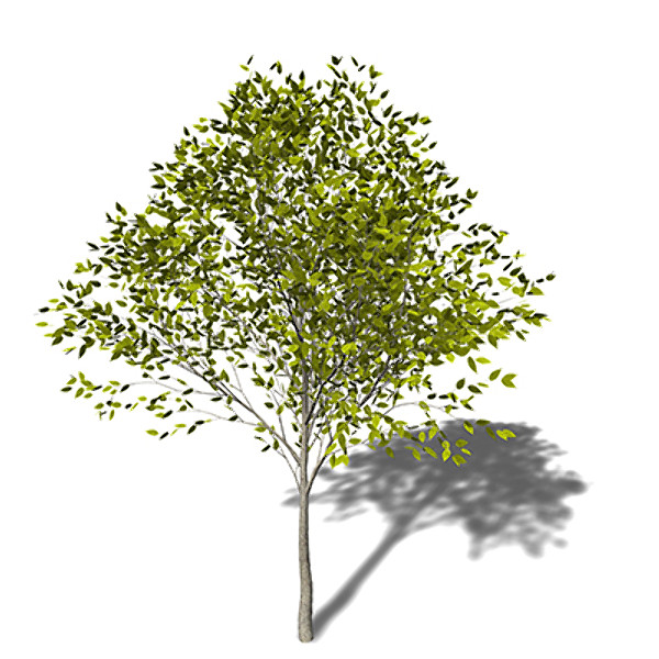 Japanese+zelkova+tree
