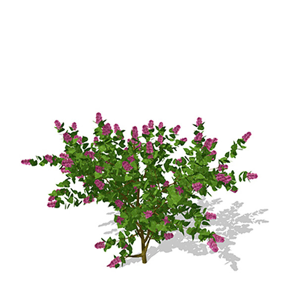 xfrogplants common lilac shrub 3d max - XfrogPlants Common Lilac by xfrog