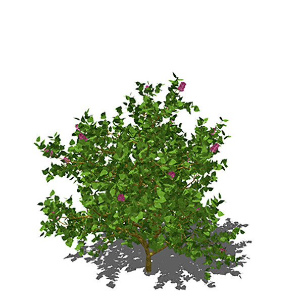xfrogplants common lilac shrub 3d max - XfrogPlants Common Lilac by xfrog