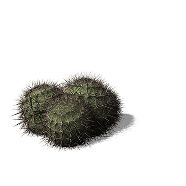 XfrogPlants Strawberry Hedgehog