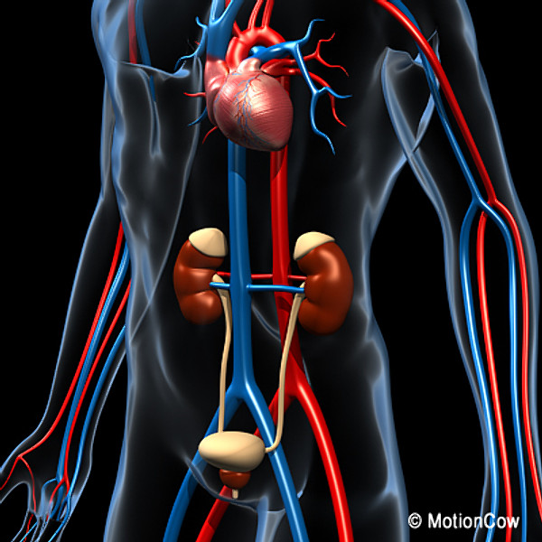 Human Urinary System