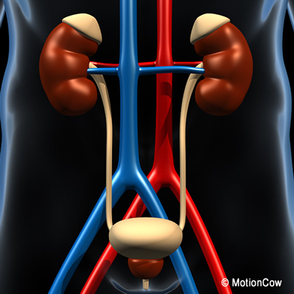 Human Urinary System