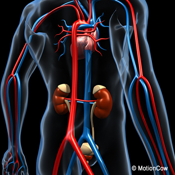 Human Urinary System