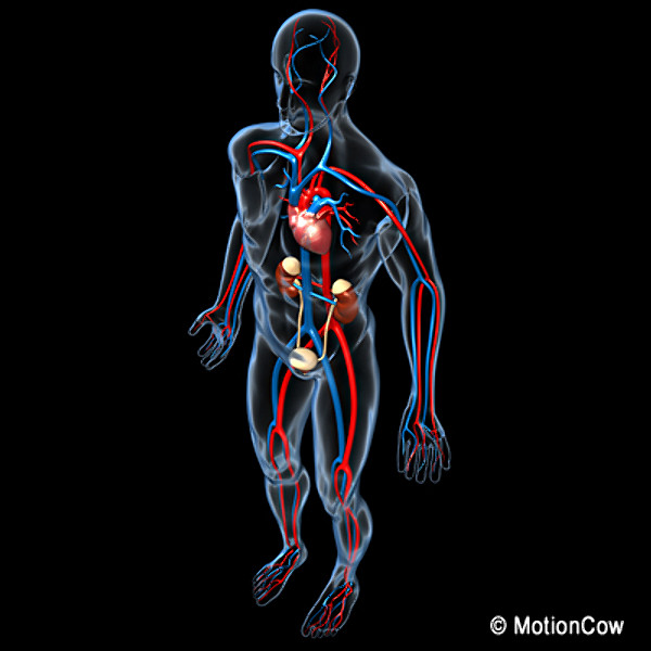 Human Urinary System