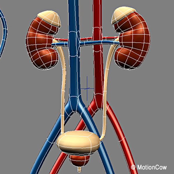 Human Urinary System
