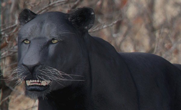 Panther