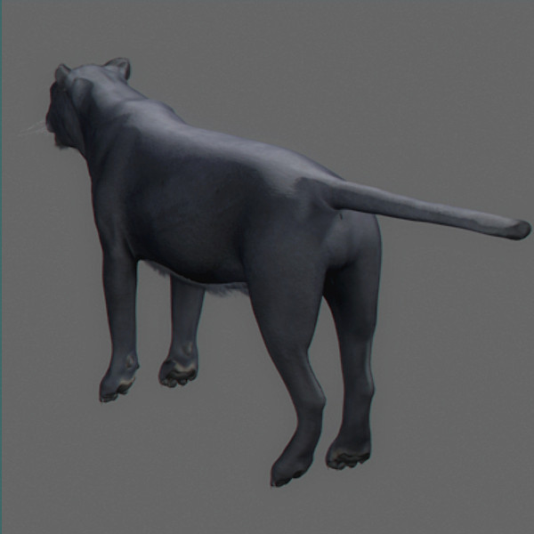 Panther