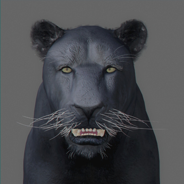 Panther