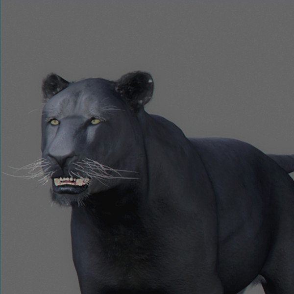 Panther