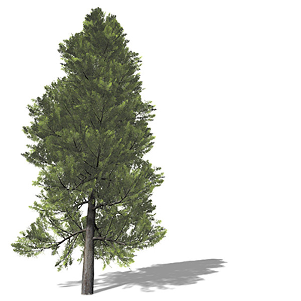 xfrogplants eastern arborvitae tree 3d lwo - XfrogPlants Eastern Arborvitae by xfrog