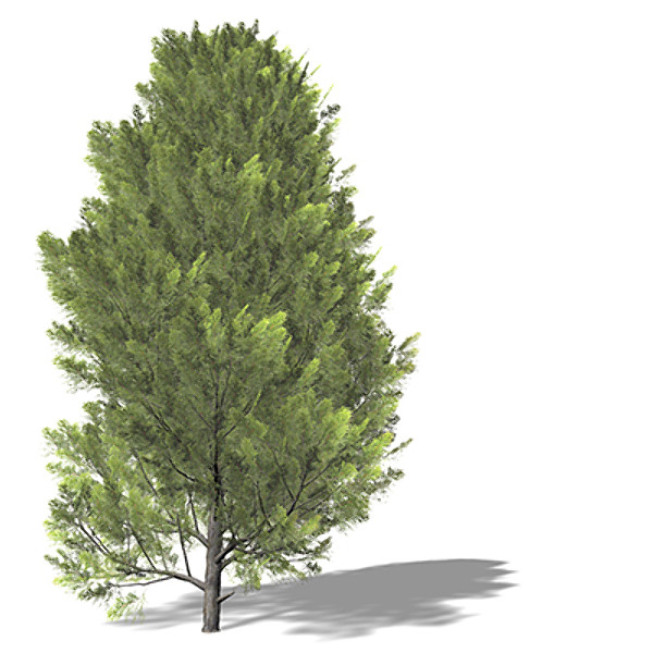 xfrogplants eastern arborvitae tree 3d lwo - XfrogPlants Eastern Arborvitae by xfrog