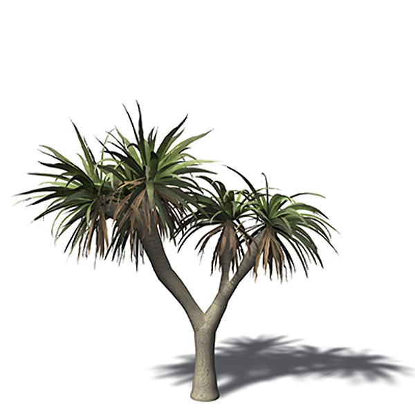 xfrogplants dragon tree 3d obj - XfrogPlants Dragon Tree by xfrog