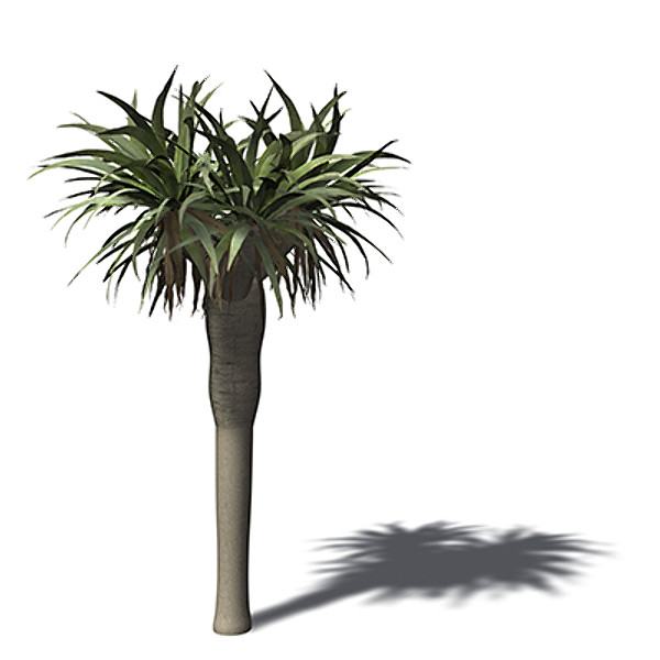 xfrogplants dragon tree 3d obj - XfrogPlants Dragon Tree by xfrog