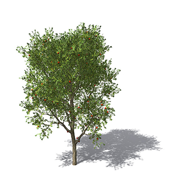XfrogPlants Strawberry Guava tree