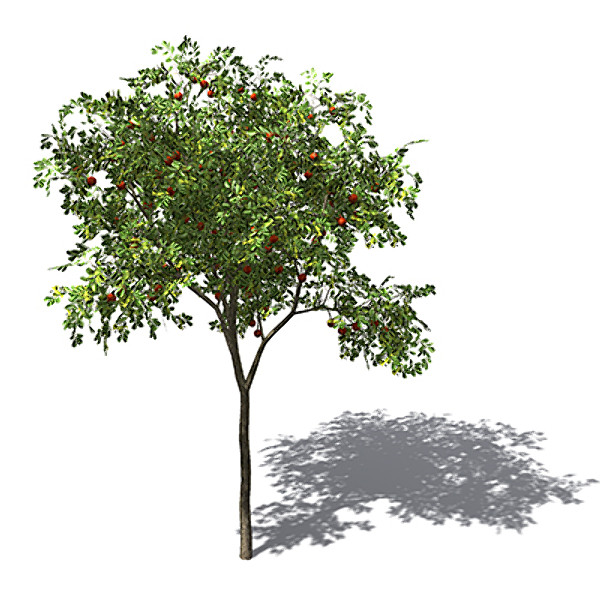 XfrogPlants Strawberry Guava tree