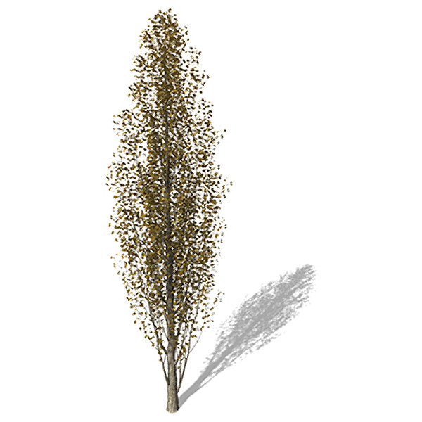 3ds max xfrogplants autumn lombardy poplar - XfrogPlants Autumn Lombardy Poplar by xfrog