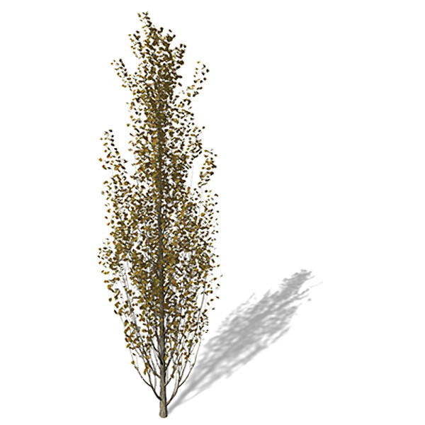 3ds max xfrogplants autumn lombardy poplar - XfrogPlants Autumn Lombardy Poplar by xfrog